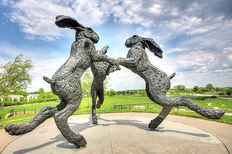giant hare