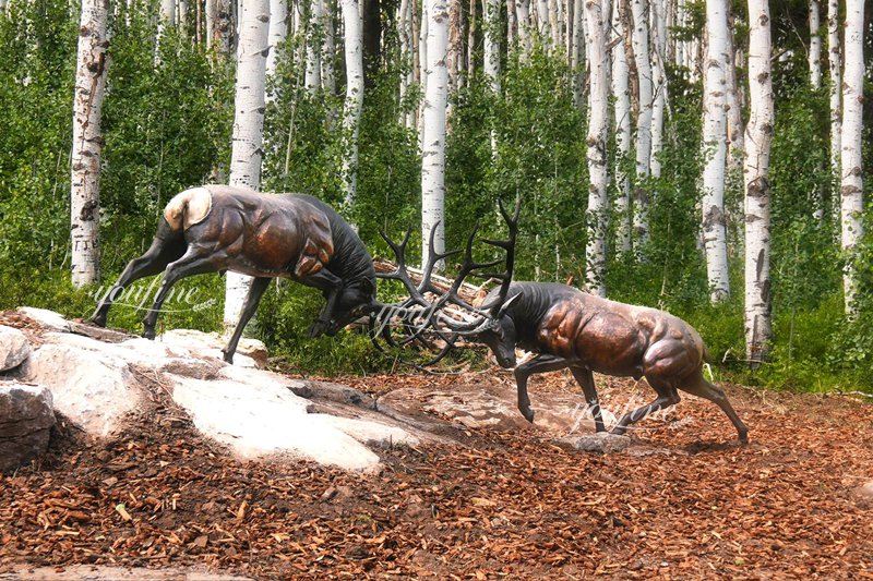 fighting bull elk