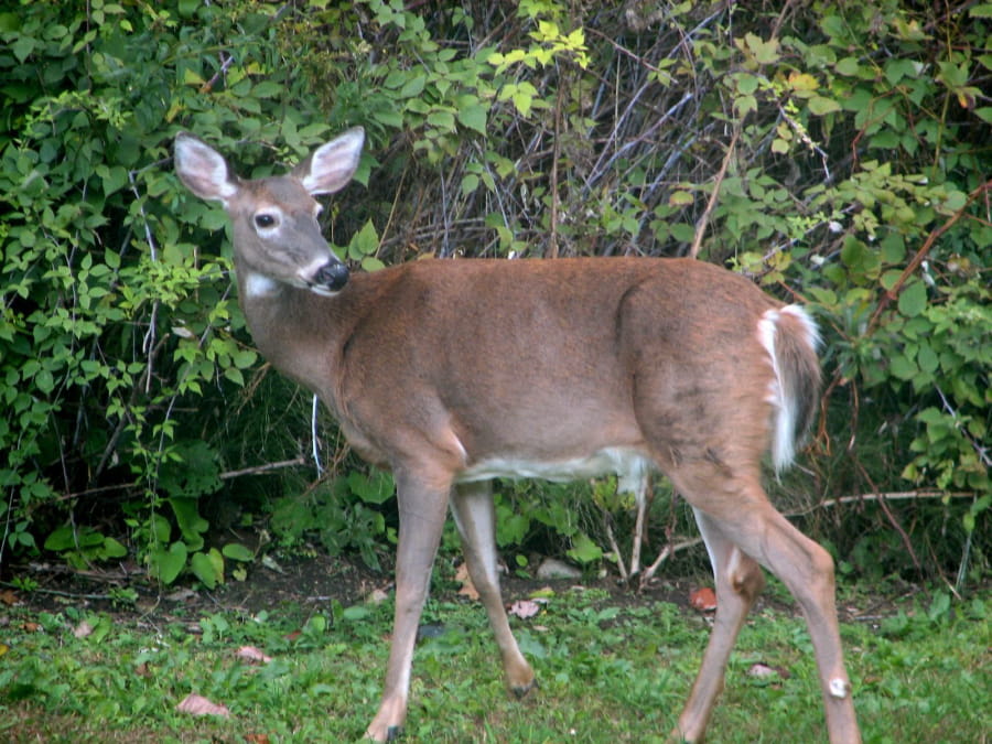 Female White-tailed deer