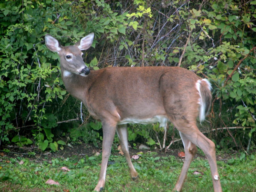Female White-tailed deer