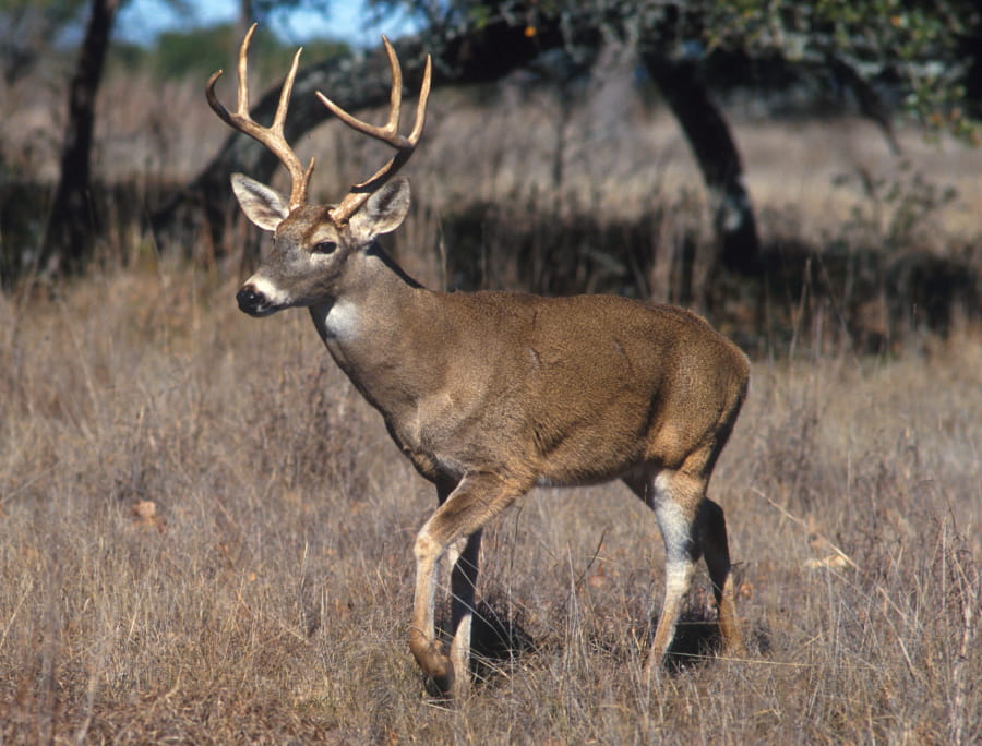 Male White-tailed deer