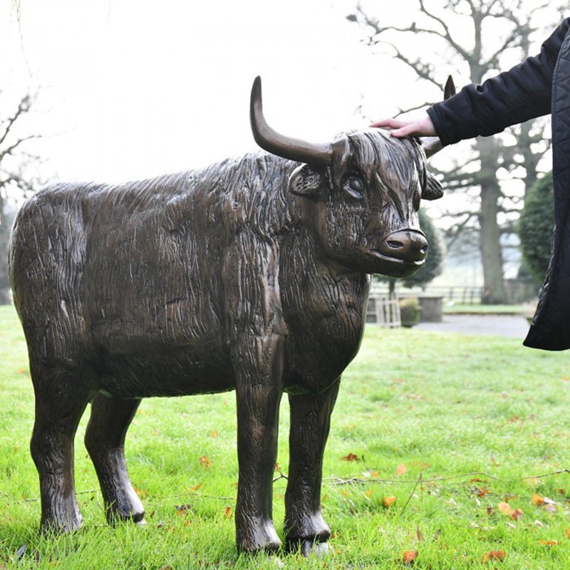 Highland cattle