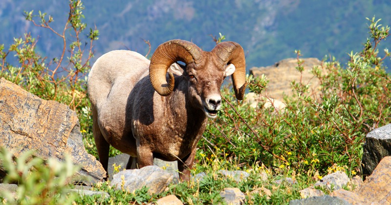 Bighorn-Sheep