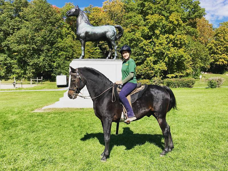 standing Morgan horse statue