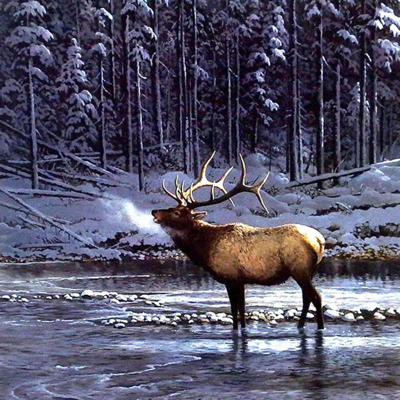 Roaring Elk