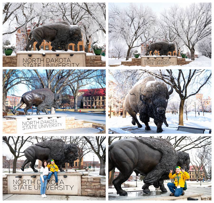 bison for sale