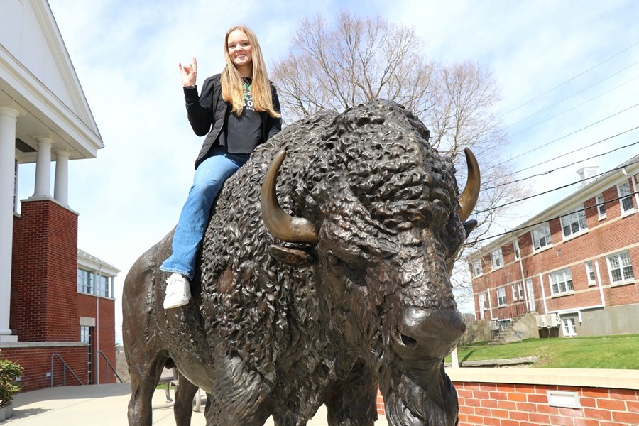 life size bison statue for sale