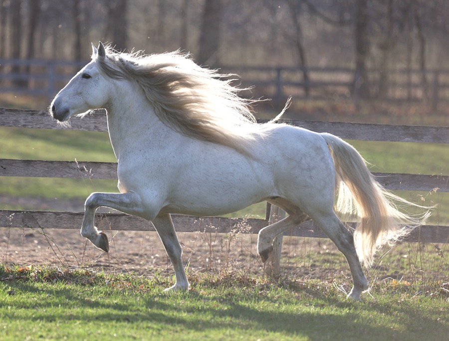 thoroughbred art