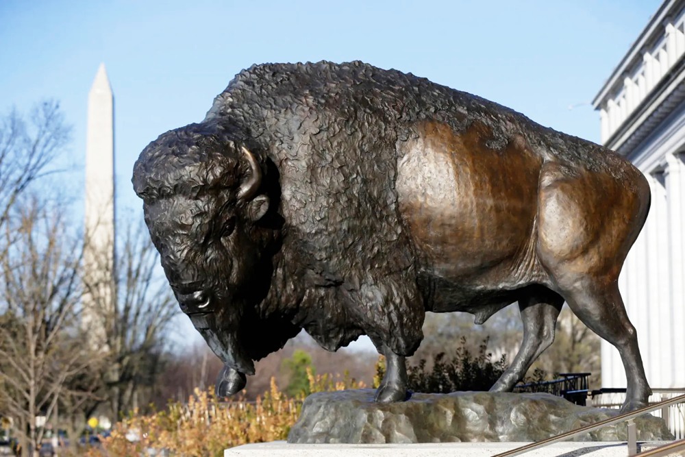 Bronze Buffalo Statue